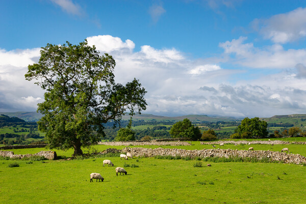Sheep grazing in Wensleydale, North Yorkshire Picture Board by Andrew Kearton