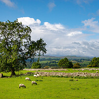 Buy canvas prints of Sheep grazing in Wensleydale, North Yorkshire by Andrew Kearton