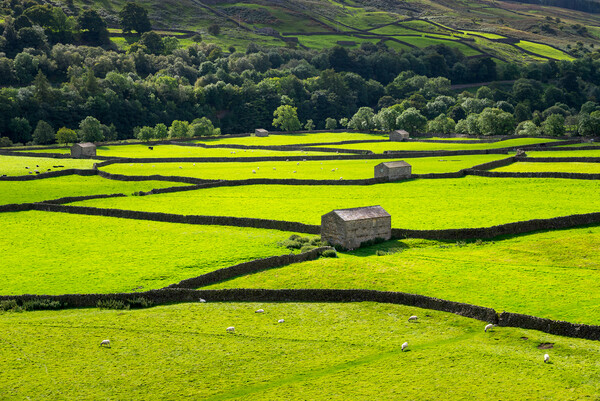 Fields and stone barns in Swaledale, North Yorkshire Picture Board by Andrew Kearton