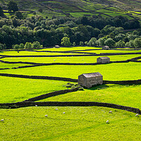 Buy canvas prints of Fields and stone barns in Swaledale, North Yorkshire by Andrew Kearton