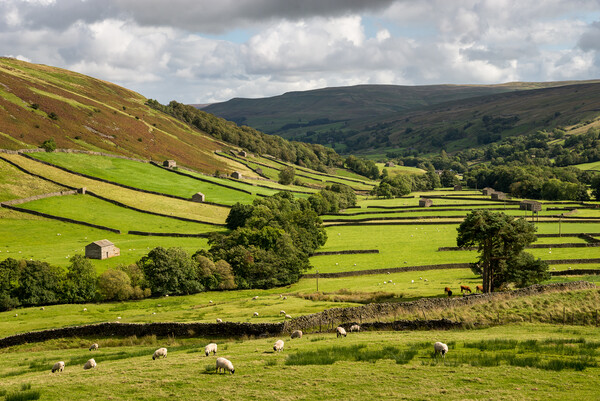 Upper Swaledale, Yorkshire Dales Picture Board by Andrew Kearton