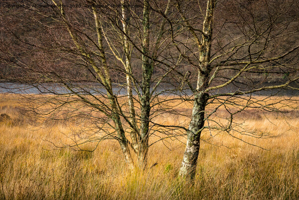 Silver Birch tree in an autumn landscape Picture Board by Andrew Kearton