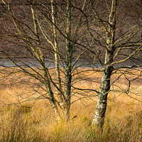 Buy canvas prints of Silver Birch tree in an autumn landscape by Andrew Kearton