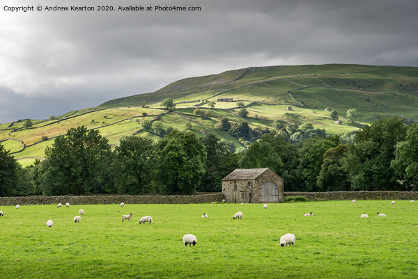 Sheep grazing in Swaledale, North Yorkshire Picture Board by Andrew Kearton