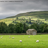 Buy canvas prints of Sheep grazing in Swaledale, North Yorkshire by Andrew Kearton