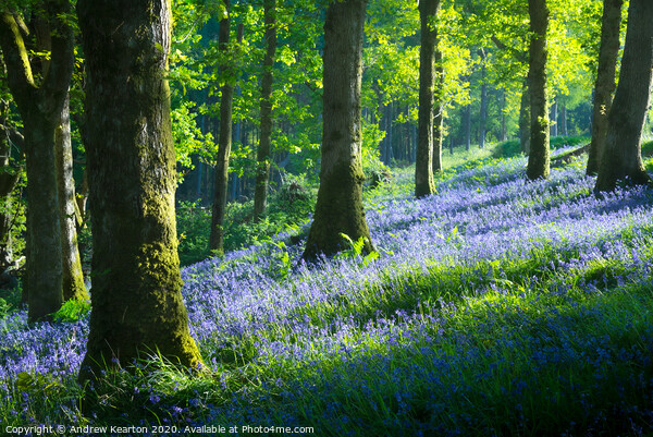 Bluebell woodland in Snowdonia Picture Board by Andrew Kearton