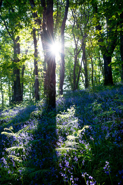 Morning sunlight in a bluebell wood Picture Board by Andrew Kearton