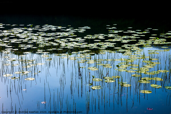 Water lilies in a welsh lake Picture Board by Andrew Kearton