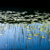 Buy canvas prints of Water lilies in a welsh lake by Andrew Kearton