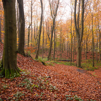 Buy canvas prints of Autumn in Erncroft Woods, Etherow country park by Andrew Kearton
