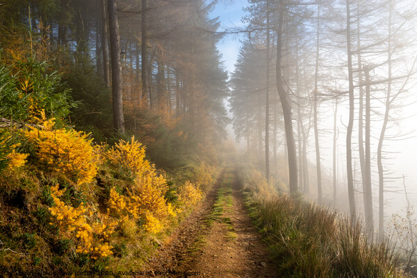 Forest track in autumn Picture Board by Andrew Kearton