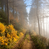 Buy canvas prints of Forest track in autumn by Andrew Kearton
