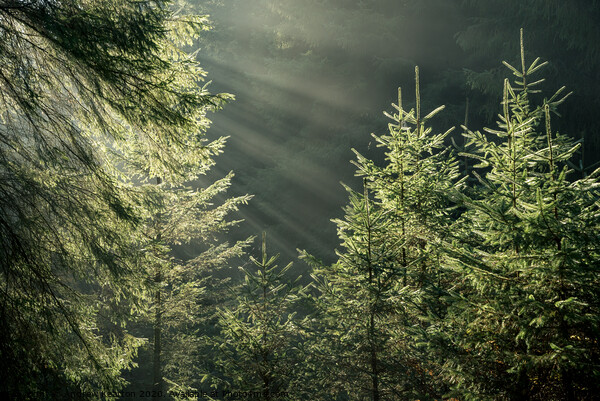 Morning sunbeams in the forest Picture Board by Andrew Kearton