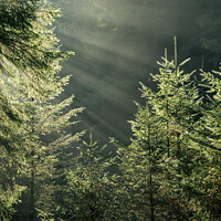 Buy canvas prints of Morning sunbeams in the forest by Andrew Kearton