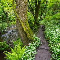Buy canvas prints of Spring woodland path at Aberfforest, Pembrokeshire by Andrew Kearton