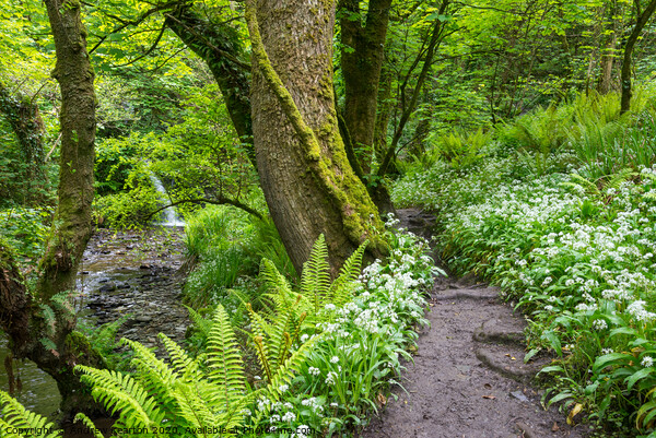 Spring woodland path at Aberfforest, Pembrokeshire Picture Board by Andrew Kearton