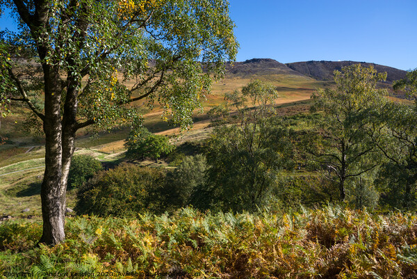Autumn colour in Chew Valley near Dove Stone reservoir, Peak District Picture Board by Andrew Kearton