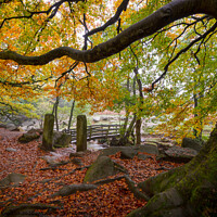 Buy canvas prints of Burbage Brook in autumn, Peak District, Derbyshire by Andrew Kearton