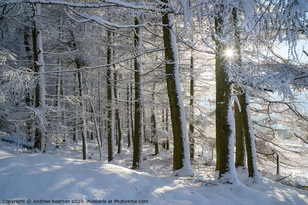 Sunlight in a snow covered forest, Tintwistle, Glossop, Derbyshire Picture Board by Andrew Kearton