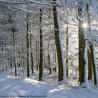 Buy canvas prints of Sunlight in a snow covered forest, Tintwistle, Glossop, Derbyshire by Andrew Kearton