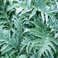 Buy canvas prints of Silvery green Cardoon leaves by Andrew Kearton