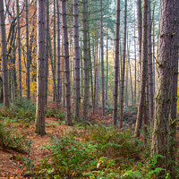 Buy canvas prints of Pine forest in autumn, Erncroft woods, Compstall by Andrew Kearton
