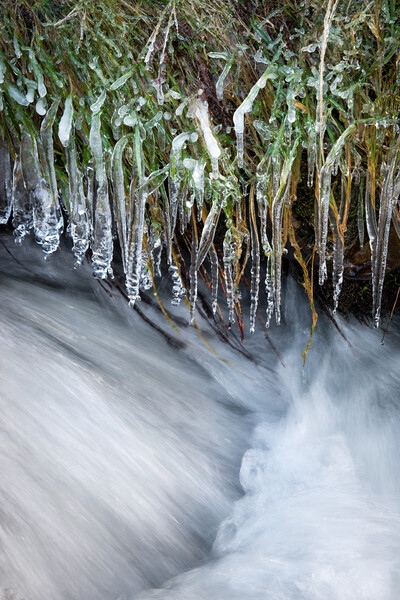Icicles hanging over a moorland stream Picture Board by Andrew Kearton