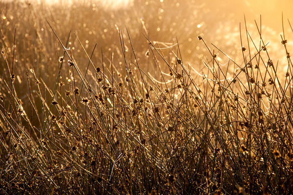 Moorland reeds and spider webs in morning sunlight Picture Board by Andrew Kearton