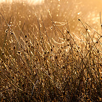 Buy canvas prints of Moorland reeds and spider webs in morning sunlight by Andrew Kearton