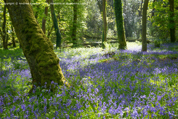 Bluebells in a Welsh woodland Picture Board by Andrew Kearton