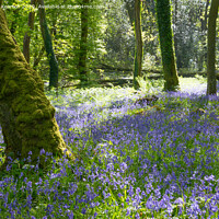 Buy canvas prints of Bluebells in a Welsh woodland by Andrew Kearton