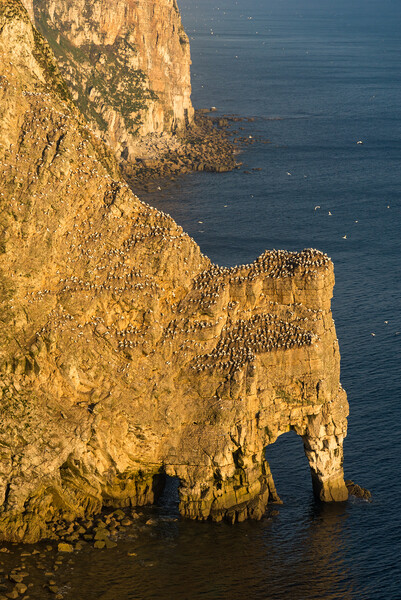 Gannets at Bempton Cliffs, North Yorkshire Picture Board by Andrew Kearton
