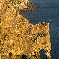 Buy canvas prints of Gannets at Bempton Cliffs, North Yorkshire by Andrew Kearton