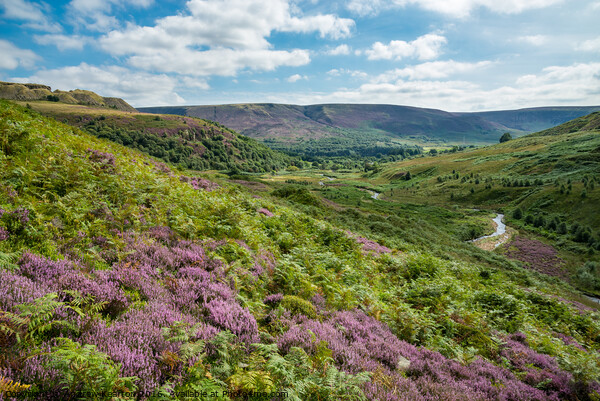 Heather in the hills around Crowden, North Derbyshire Picture Board by Andrew Kearton