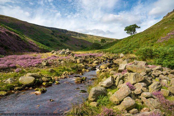 Crowden Brook, Derbyshire, England Picture Board by Andrew Kearton