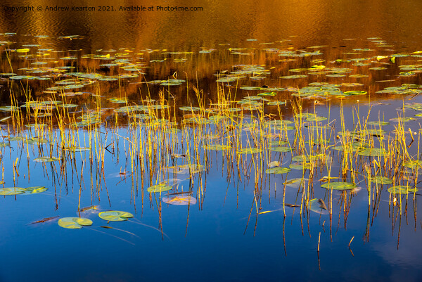Water lilies in a Welsh lake Picture Board by Andrew Kearton