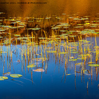 Buy canvas prints of Water lilies in a Welsh lake by Andrew Kearton