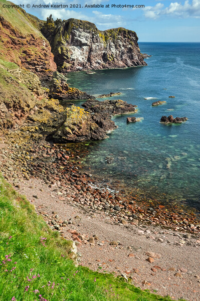 Beach at St Abbs, Scotland Picture Board by Andrew Kearton