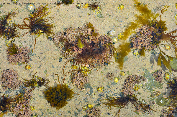 Shapes and colours in a UK rock pool Picture Board by Andrew Kearton