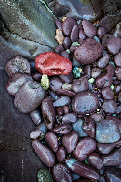 Purple rocks at Abermawr, Pembrokeshire, Wales Picture Board by Andrew Kearton