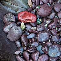 Buy canvas prints of Purple rocks at Abermawr, Pembrokeshire, Wales by Andrew Kearton