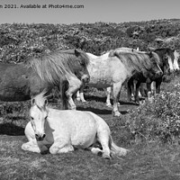 Buy canvas prints of Snoozy ponies on clifftops in Pembrokeshire by Andrew Kearton