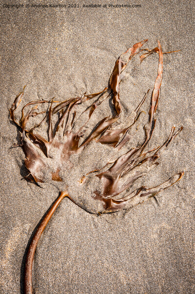 Seaweed on a sandy beach Picture Board by Andrew Kearton