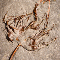 Buy canvas prints of Seaweed on a sandy beach by Andrew Kearton