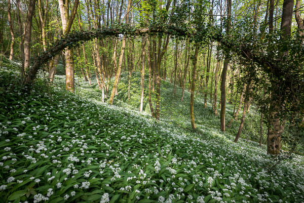 Wild garlic in an English Woodland Picture Board by Andrew Kearton