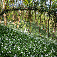 Buy canvas prints of Wild garlic in an English Woodland by Andrew Kearton