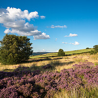 Buy canvas prints of Heather on Coombes Edge, Charlesworth, Derbyshire by Andrew Kearton