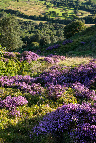Summer heather and greenery, Charlesworth, Derbyshire Picture Board by Andrew Kearton