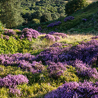 Buy canvas prints of Summer heather and greenery, Charlesworth, Derbyshire by Andrew Kearton