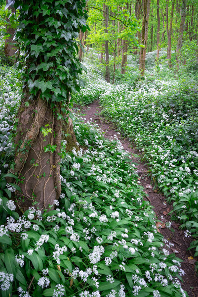 Wild garlic in an English woodland in spring Picture Board by Andrew Kearton